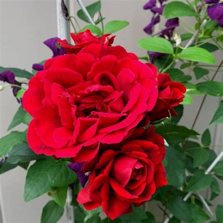 Bold Content Makes 3 Roses A Clear Winner