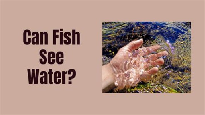 Can Fish See Water? The Surprising Answer