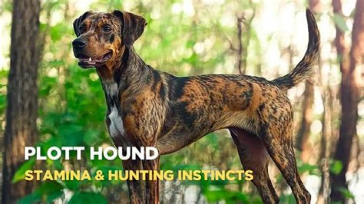 Discovering the Plott Hound: North Carolina's Hunting Companion