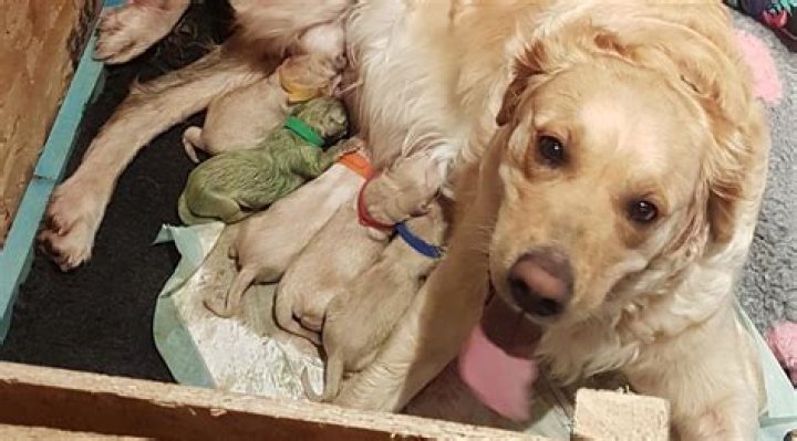 Golden Retriever Gives Birth To Green Puppy And It Has Aptly Named Forest