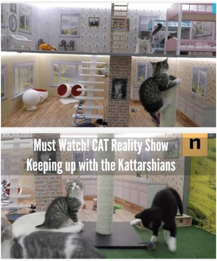 ‘Keeping Up With The Kattarshians’ Is A 24 Hour Reality TV Show About Kittens