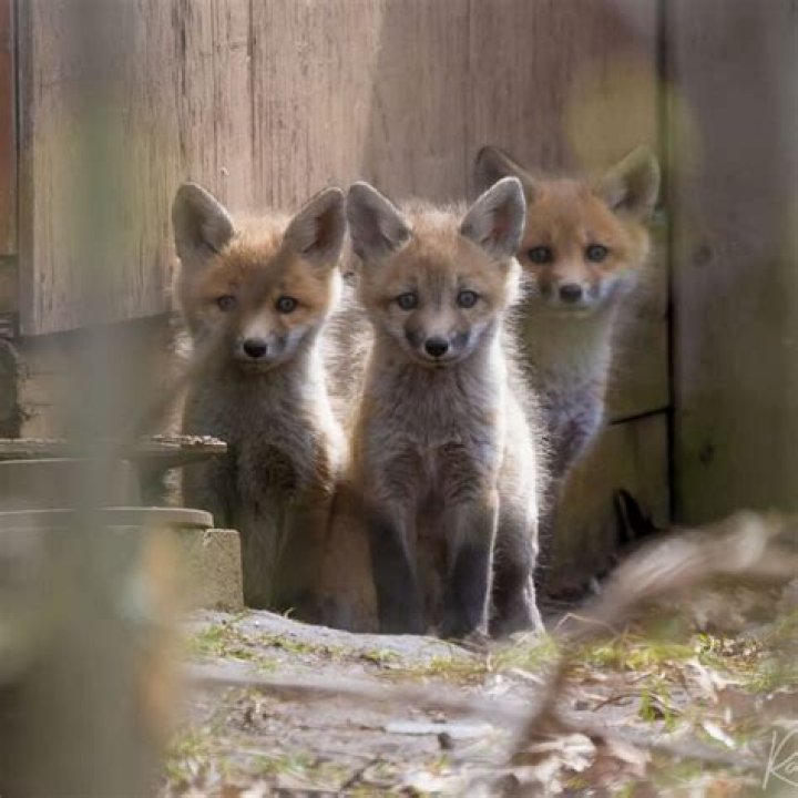 One Fox Two Babies: A Glimpse into Wild Family Life
