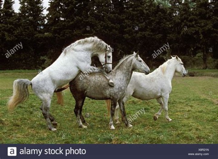 The Process of Horses Mating: From Courtship to Conception