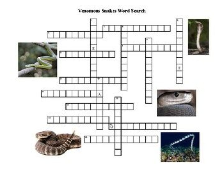 The Times Concise Venomous snakes Crossword Clue, Venomous snakes Answer