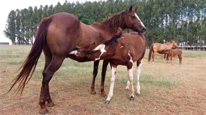 Understanding Horse Mating: A Look at Equine Reproduction